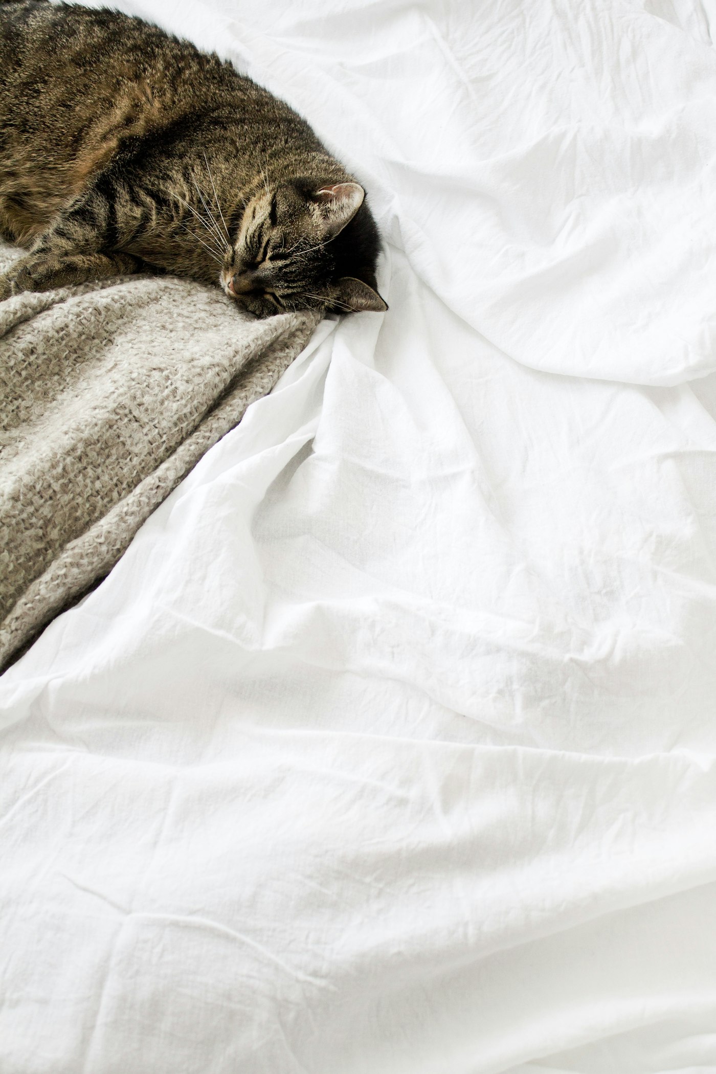 A calm home with a cat